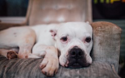 5 Signs of Pain in Your Pet