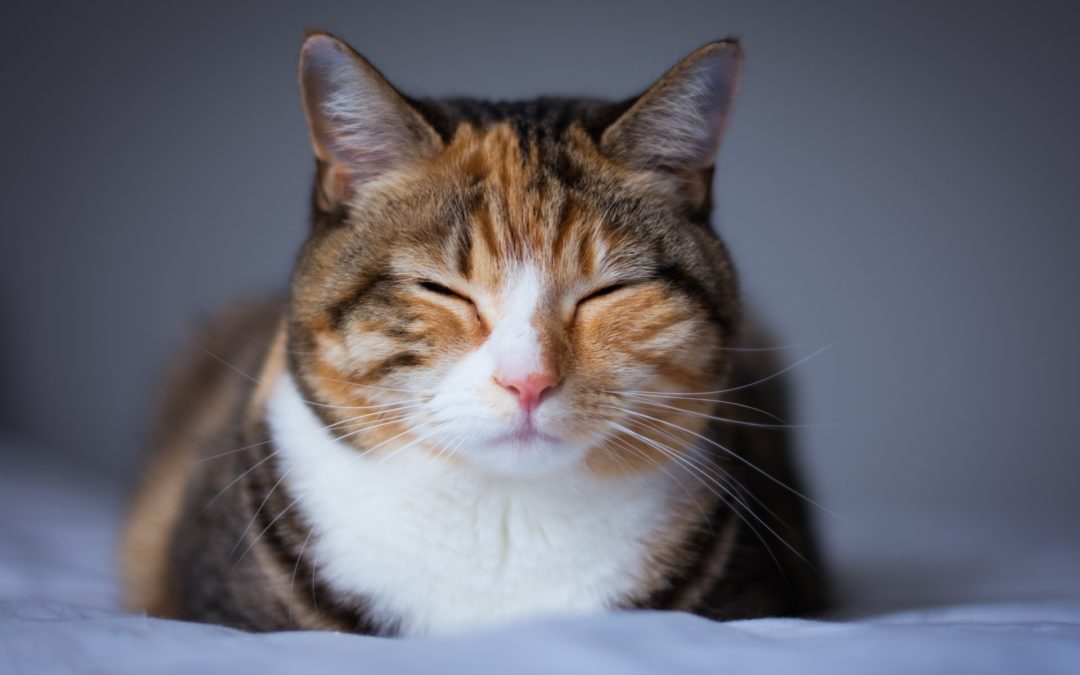 Brown and white tabby cat sleeping on a bed
