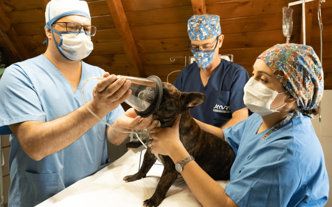 What is the Role of a Veterinary Technician?