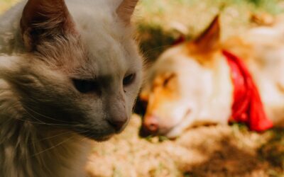 Can Dogs and Cats Get Infected with Rabies?