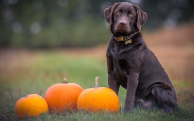 Ensuring a Safe Thanksgiving for Your Furry Friend: Essential Tips