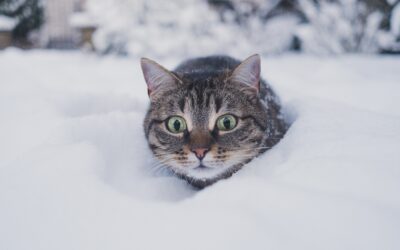 Thermometer Tales: Understanding Your Pet’s Winter Comfort Level
