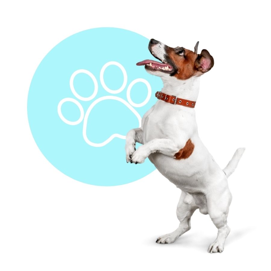 Jack Russell Terrier stands on hind legs